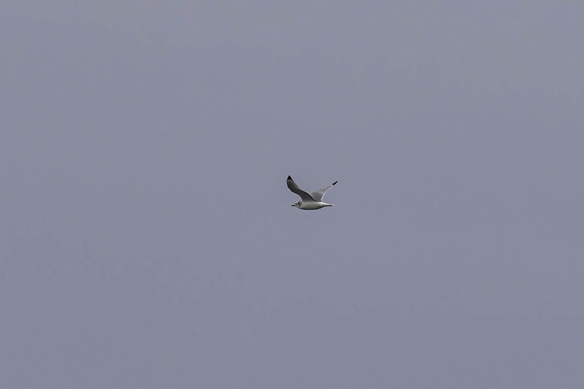 krykkje - ML646941171