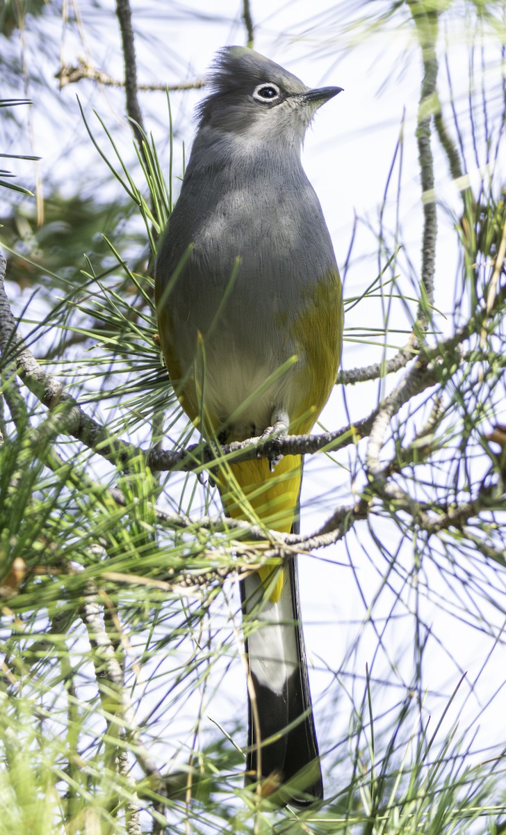 Gray Silky-flycatcher - ML646941172