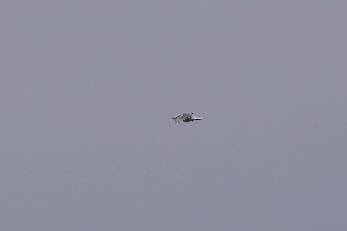 krykkje - ML646941174