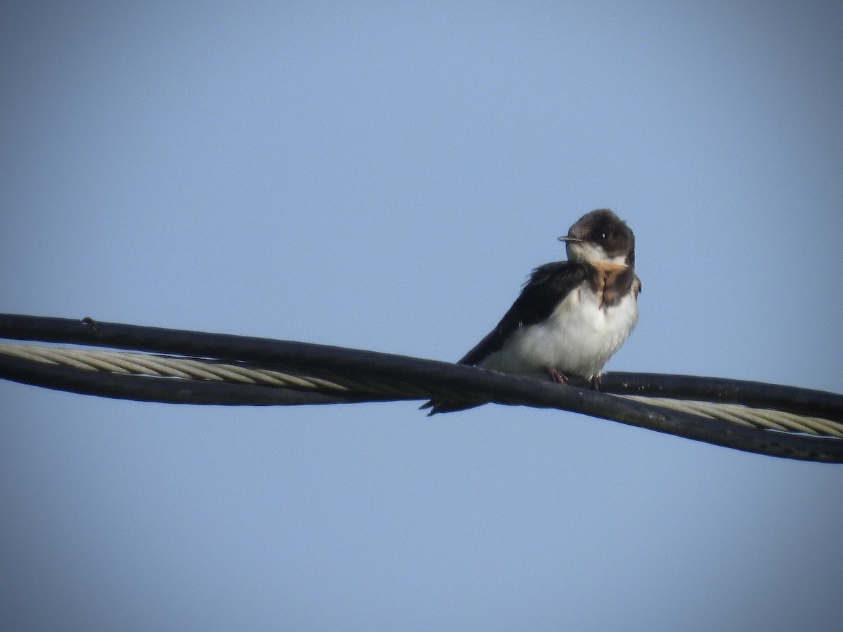 Bank Swallow - ML646941175