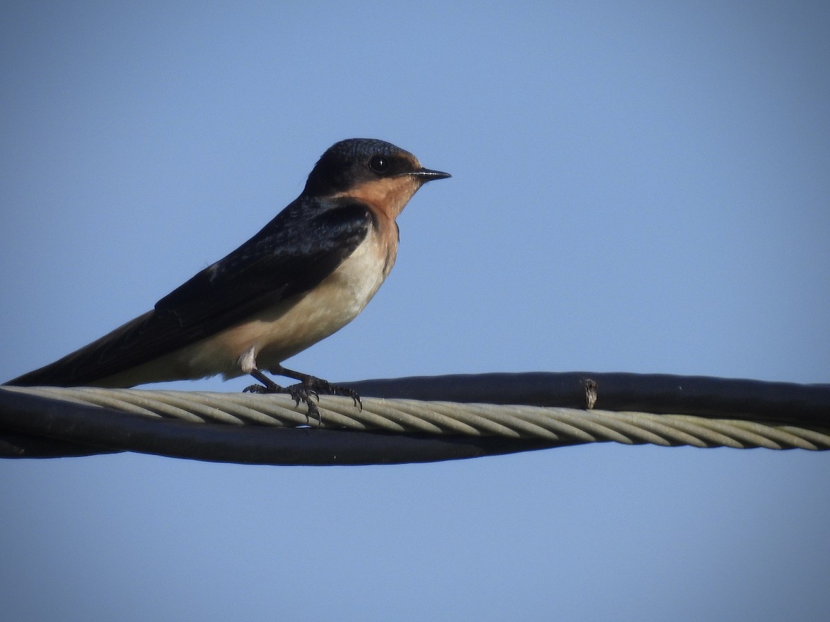 Ластівка сільська - ML646941176