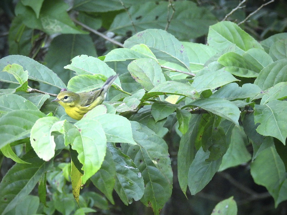 Orange-cheeked Waxbill - ML646941177
