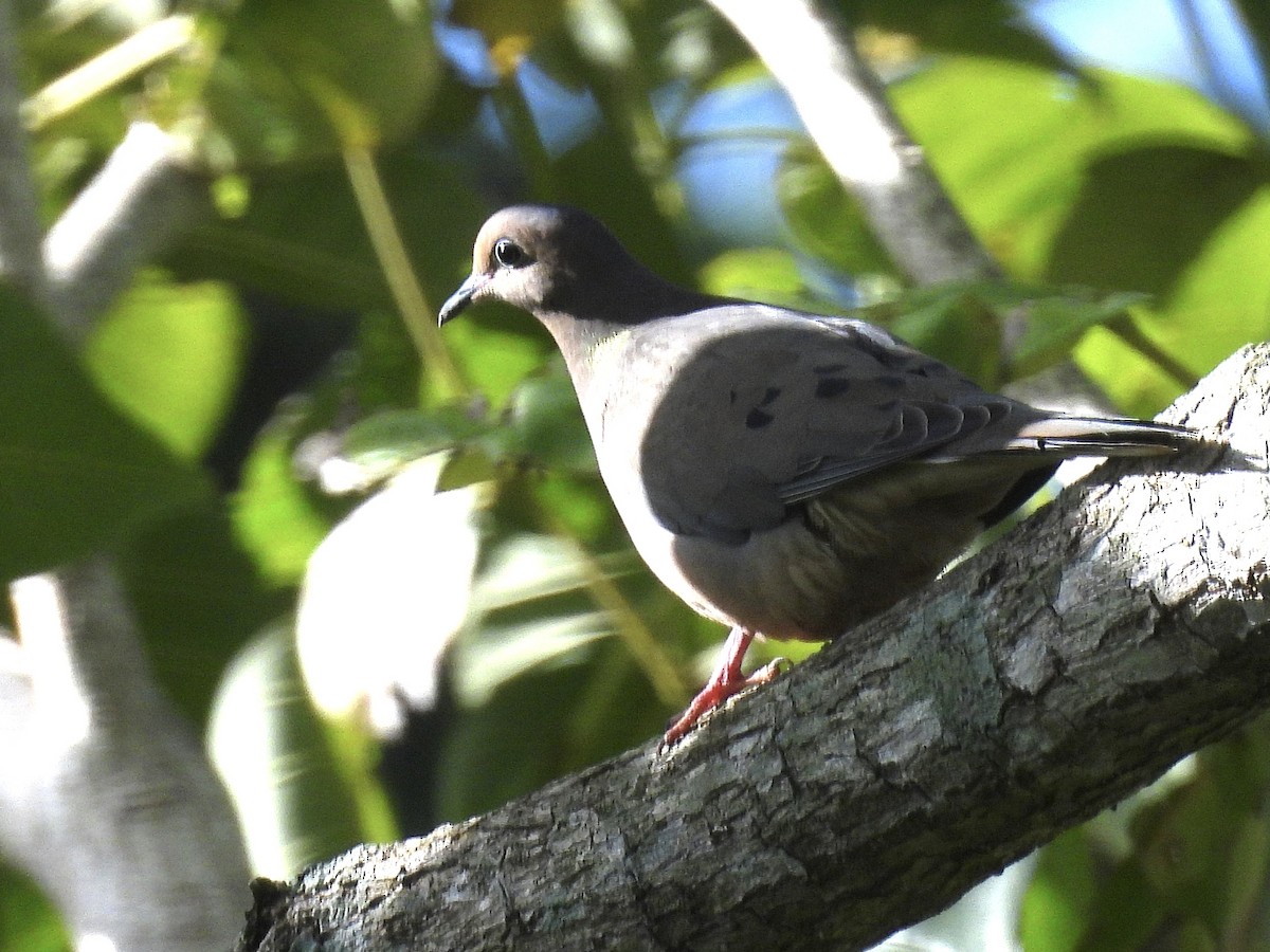 Orange-cheeked Waxbill - ML646941178