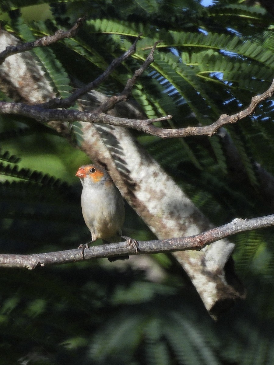 Orange-cheeked Waxbill - ML646941179