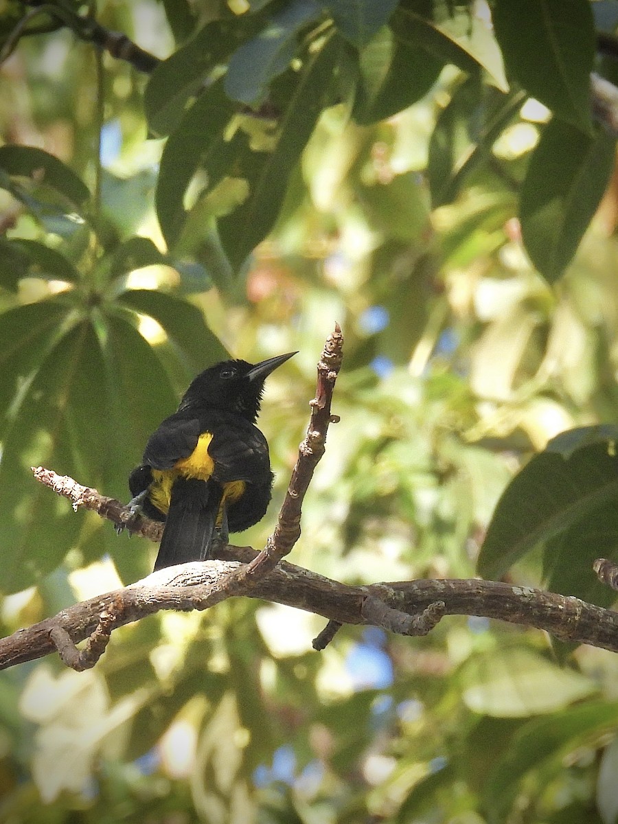 Orange-cheeked Waxbill - ML646941180