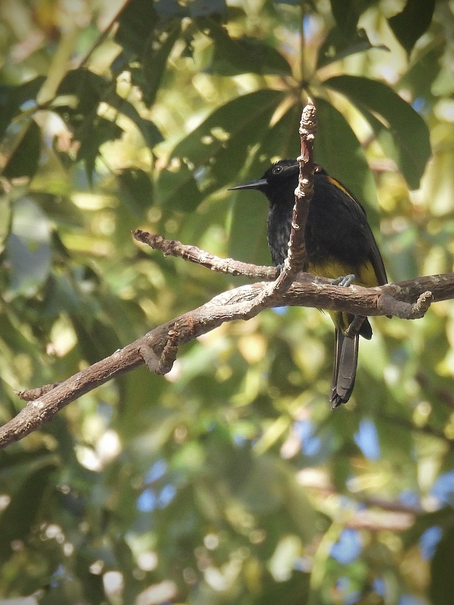 Orange-cheeked Waxbill - ML646941181