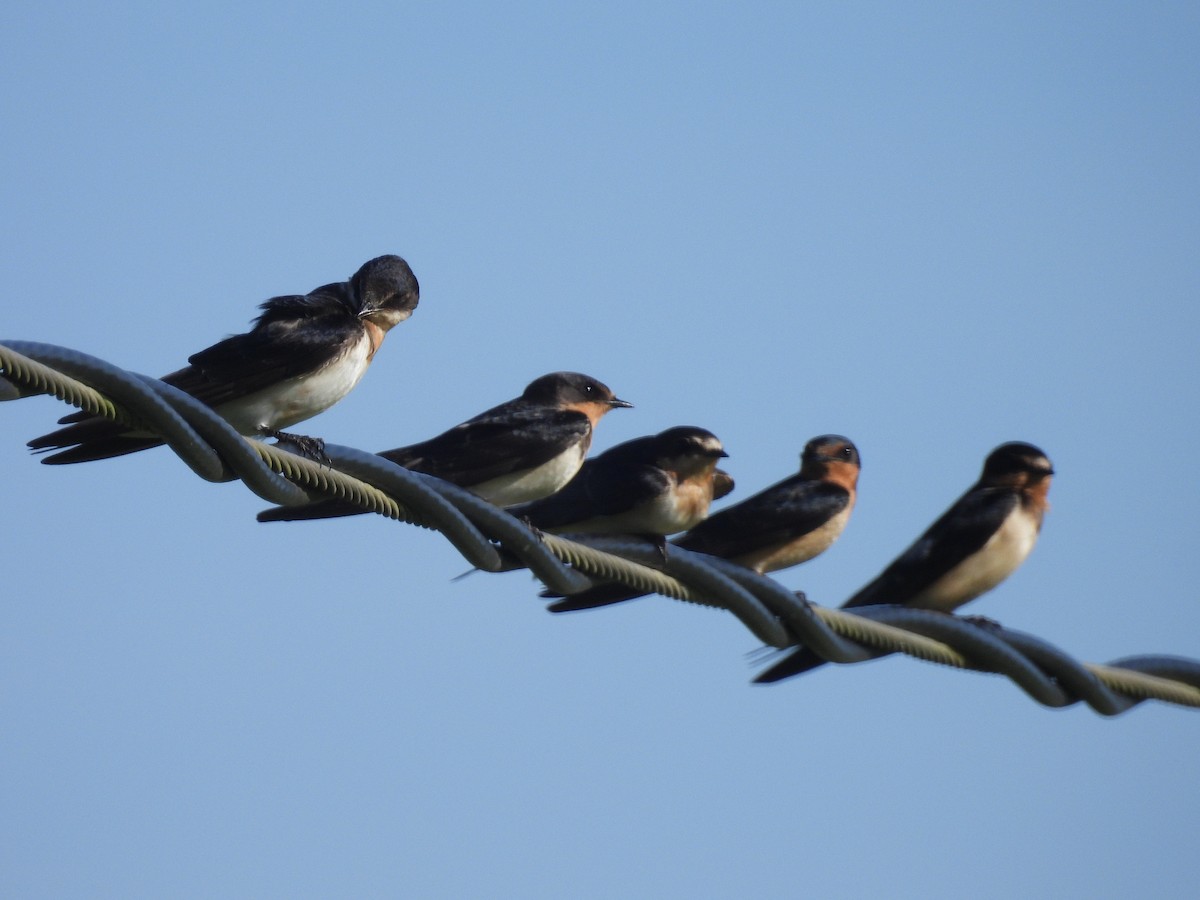 Orange-cheeked Waxbill - ML646941182