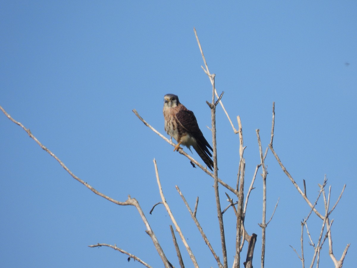 Orange-cheeked Waxbill - ML646941183