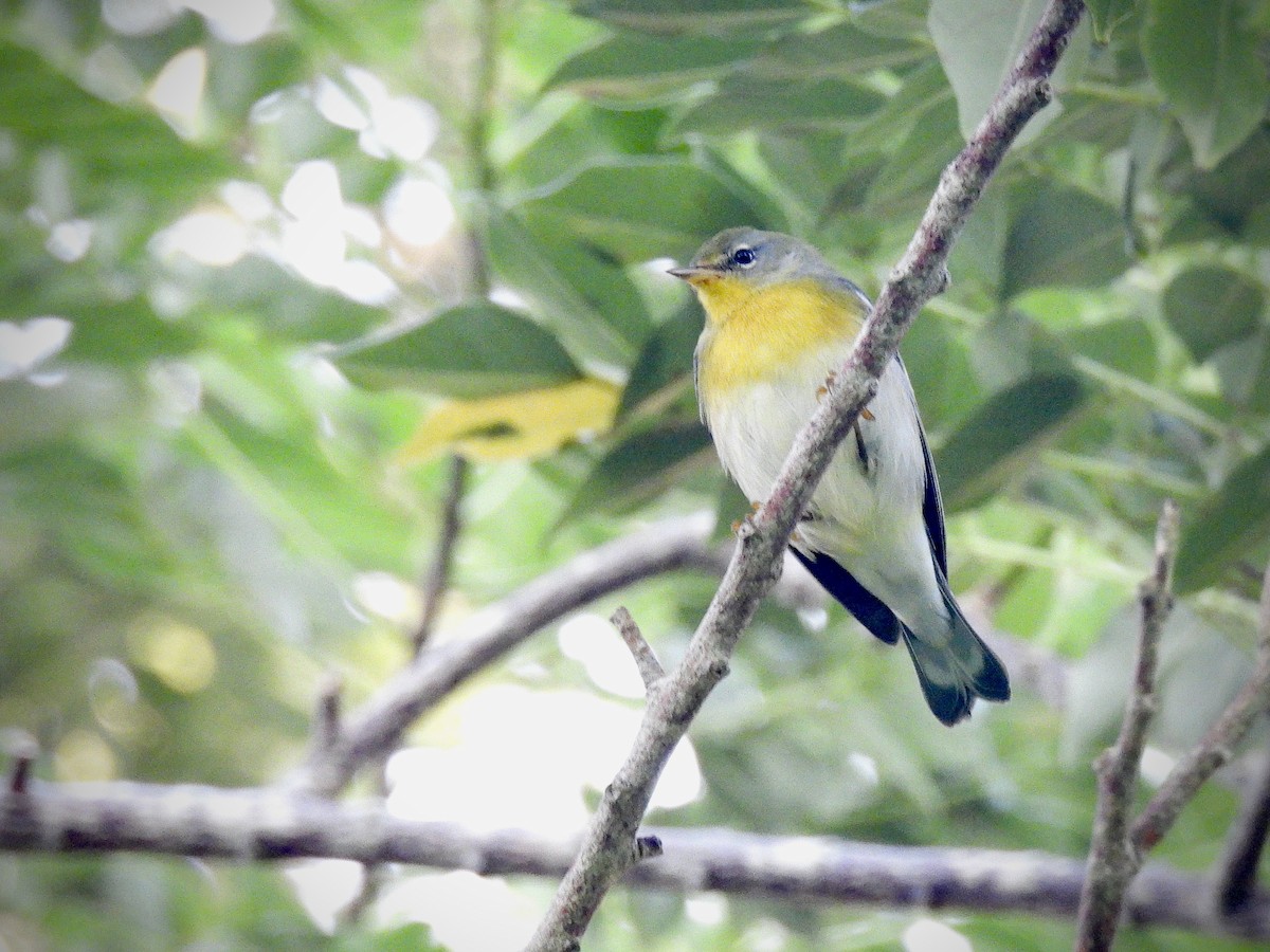 Orange-cheeked Waxbill - ML646941185