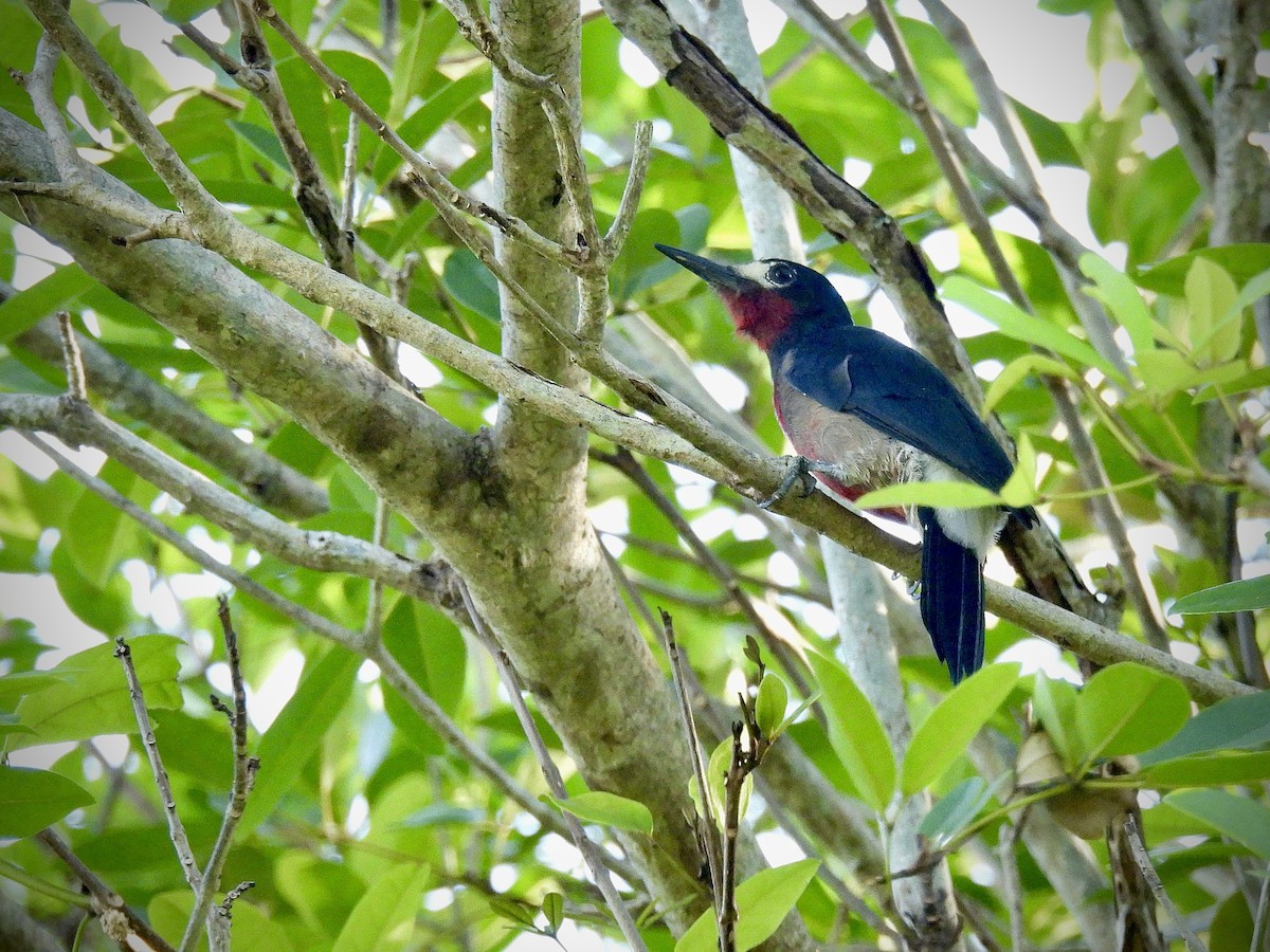 Orange-cheeked Waxbill - ML646941186