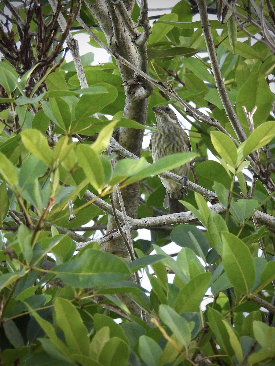 Orange-cheeked Waxbill - ML646941187