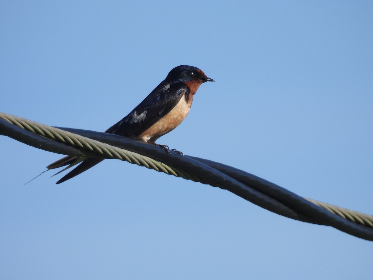 Orange-cheeked Waxbill - ML646941188