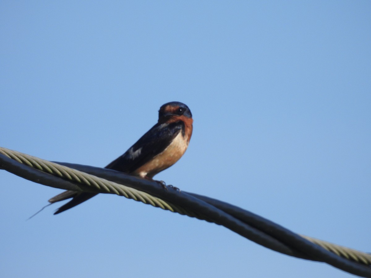 Orange-cheeked Waxbill - ML646941189