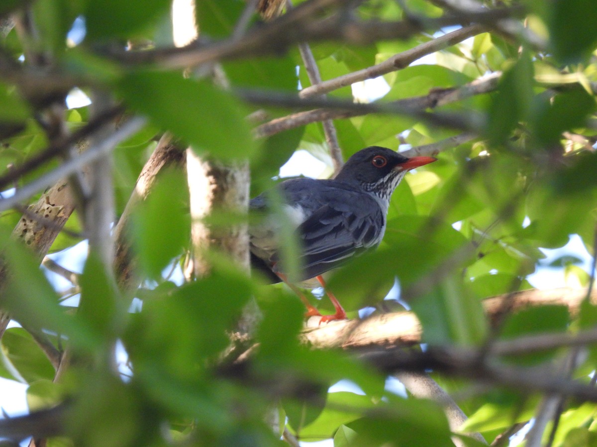 Orange-cheeked Waxbill - ML646941191
