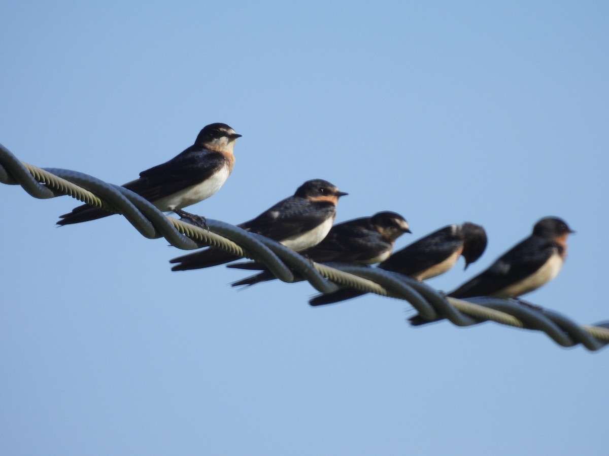Ластівка сільська - ML646941192