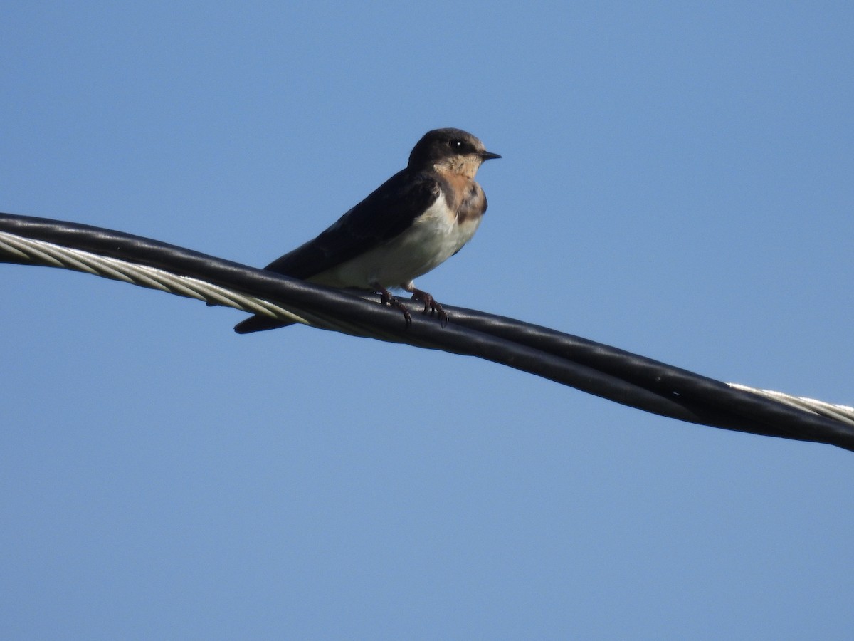 Bank Swallow - ML646941193