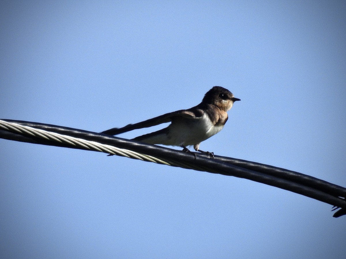 Ластівка сільська - ML646941194