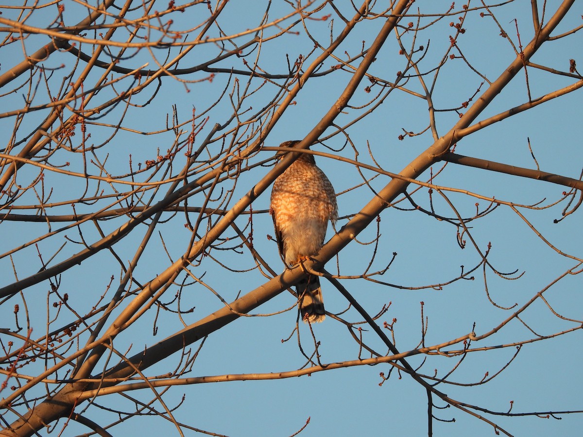 Sharp-shinned Hawk - ML646941195