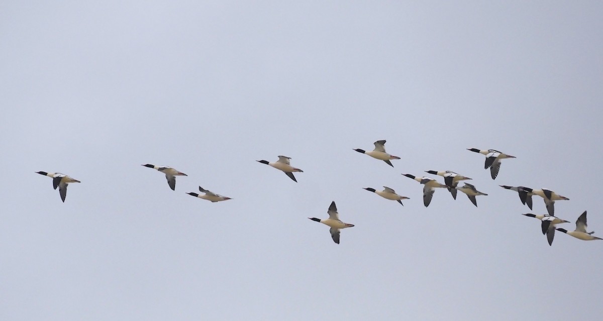 Gänsesäger - ML646941197