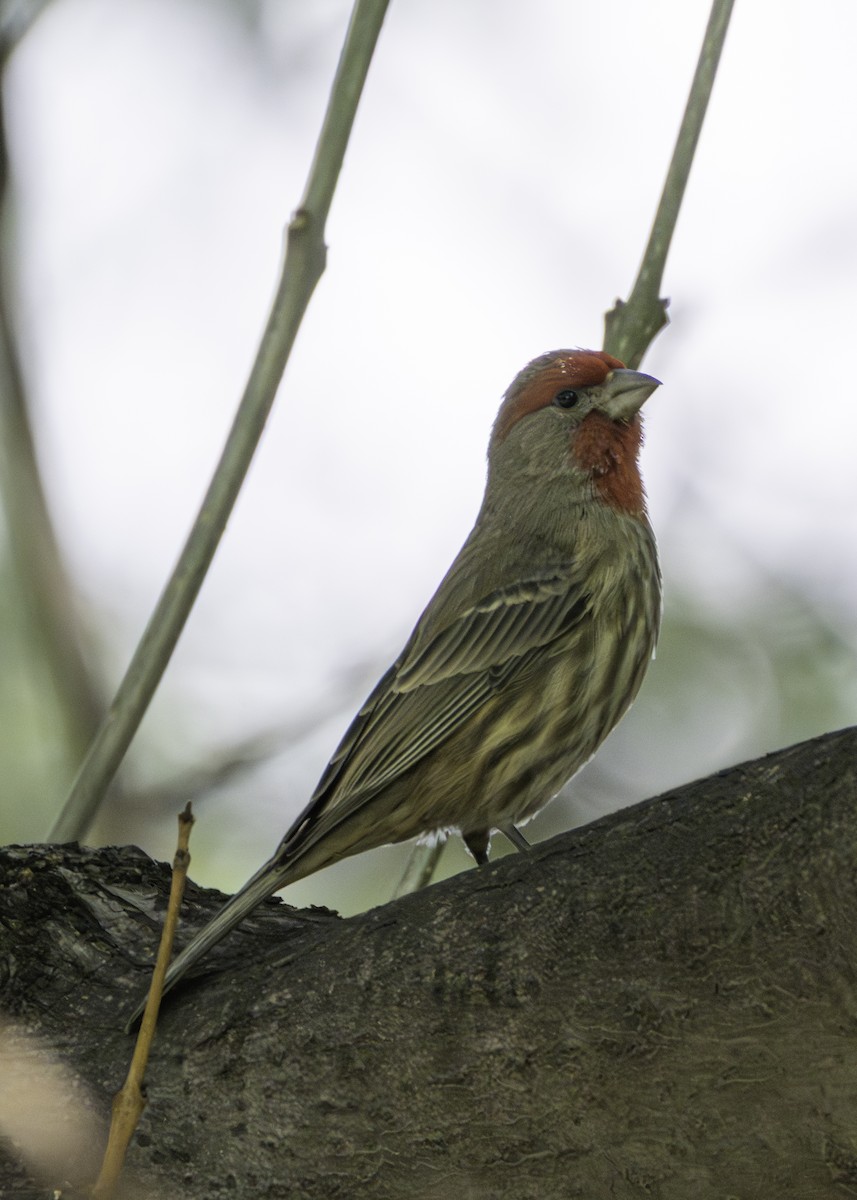 House Finch - ML646941198