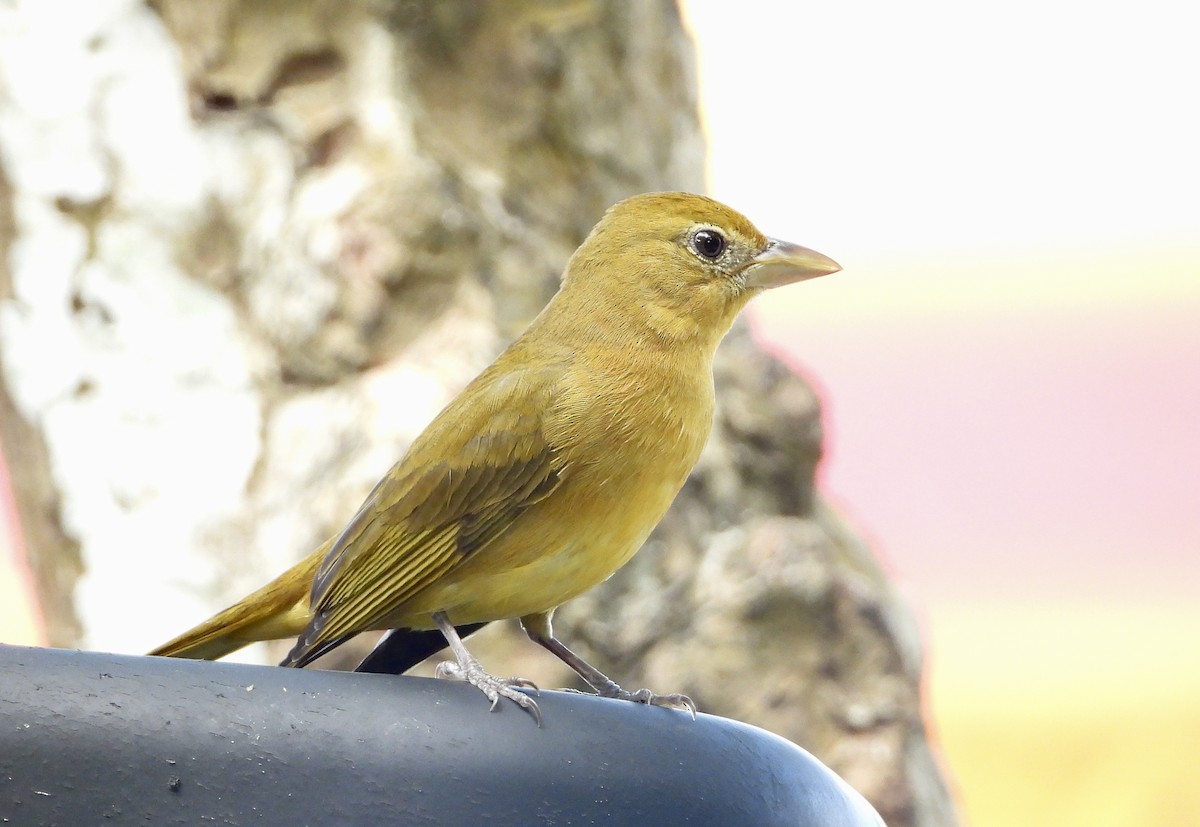 Summer Tanager - ML646941199