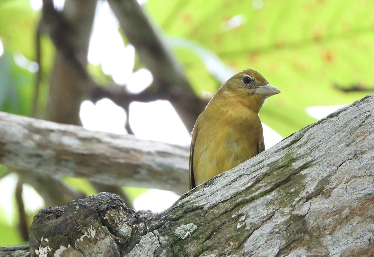 Summer Tanager - ML646941201