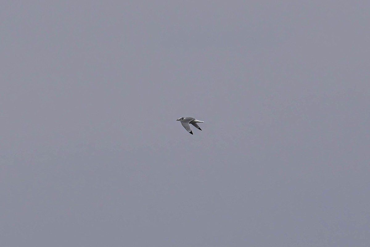 krykkje - ML646941202