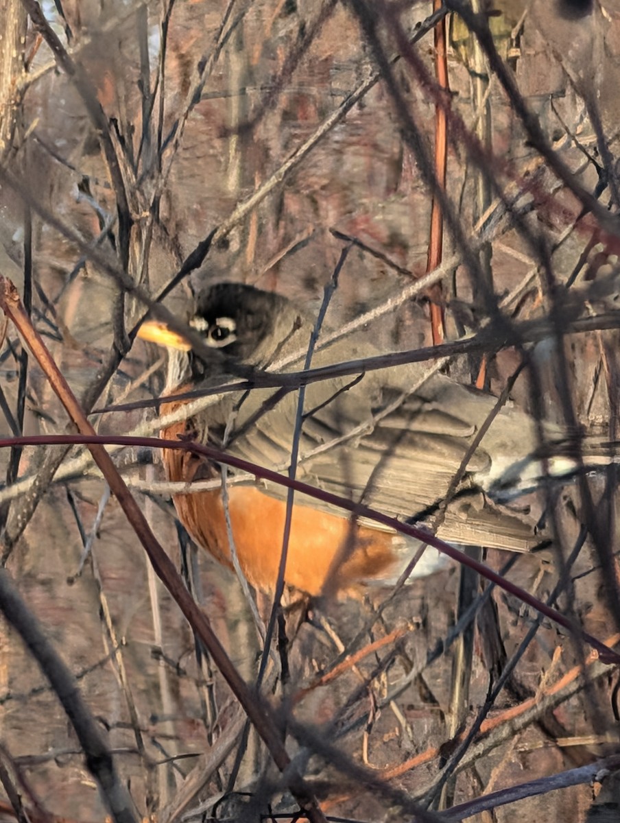 American Robin - ML646941203