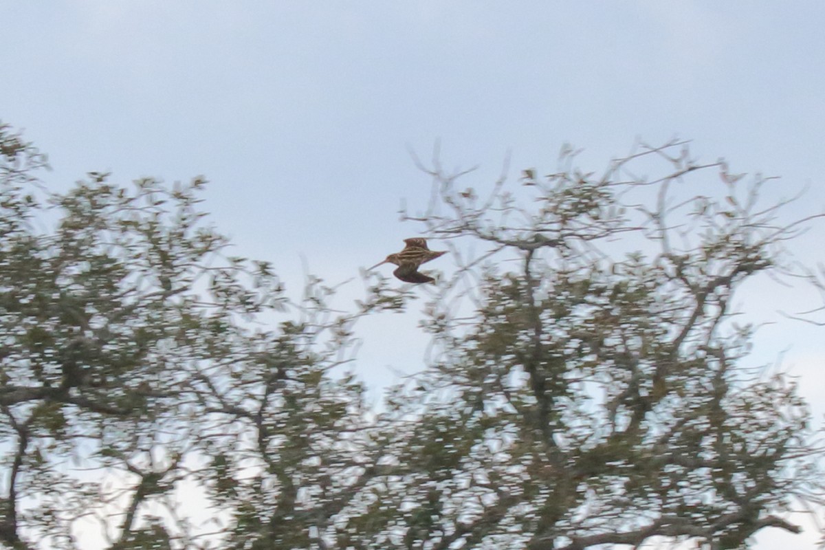 Wilson's Snipe - ML646941204