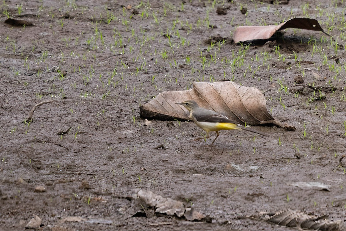 Gray Wagtail - ML646941205