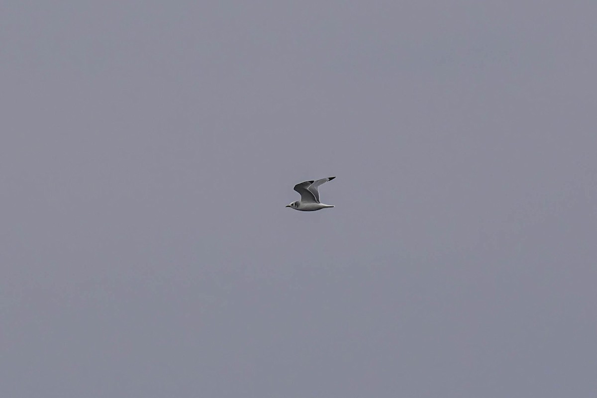 krykkje - ML646941206