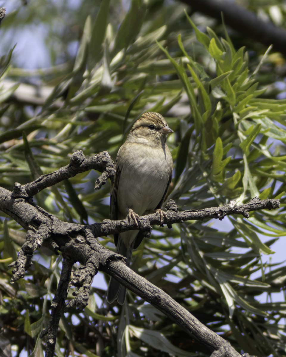 Chipping Sparrow - ML646941210