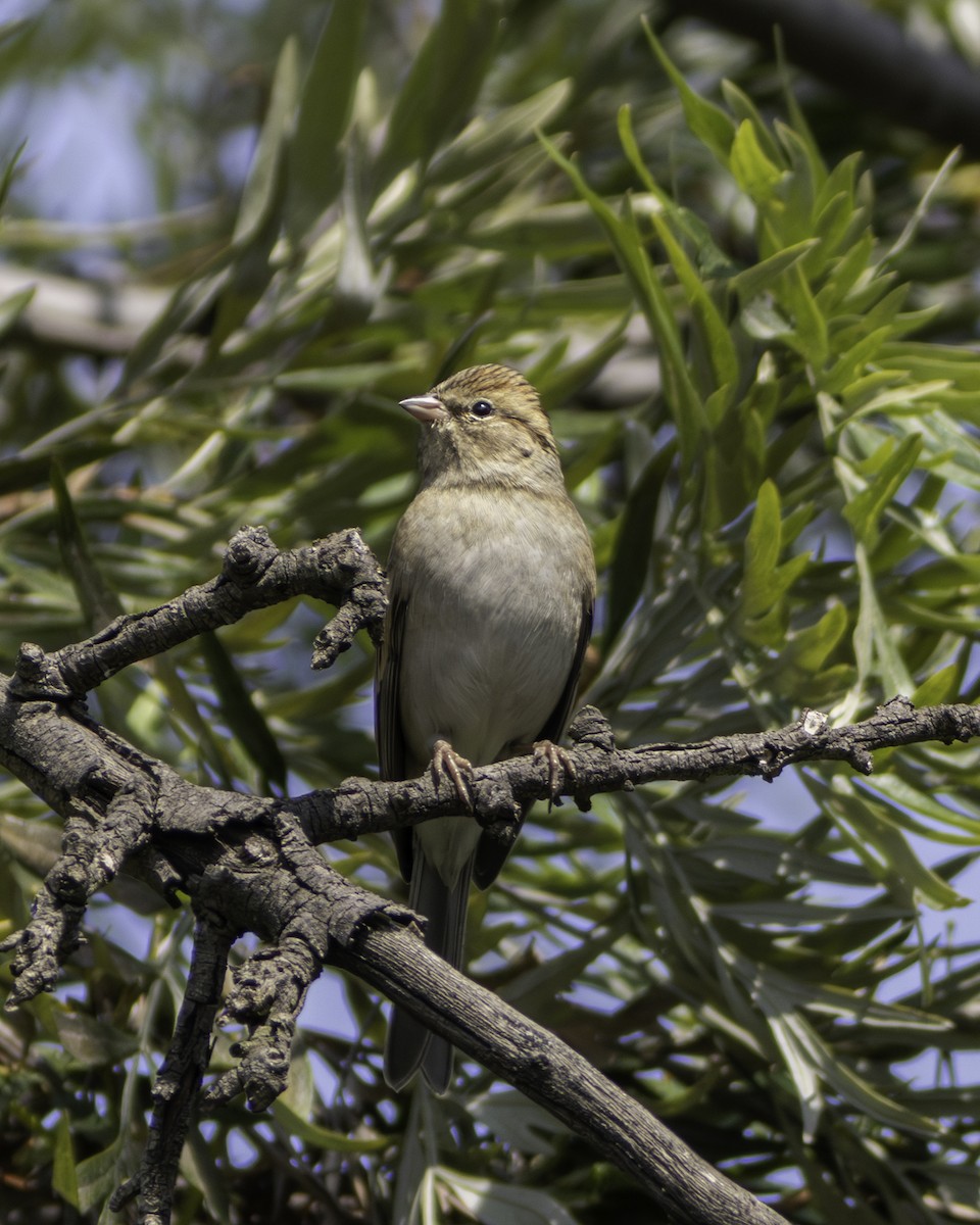Chipping Sparrow - ML646941211