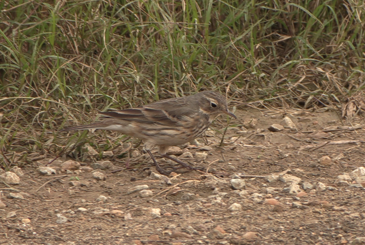 American Pipit - ML646941212