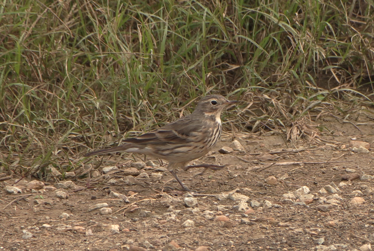 American Pipit - ML646941213