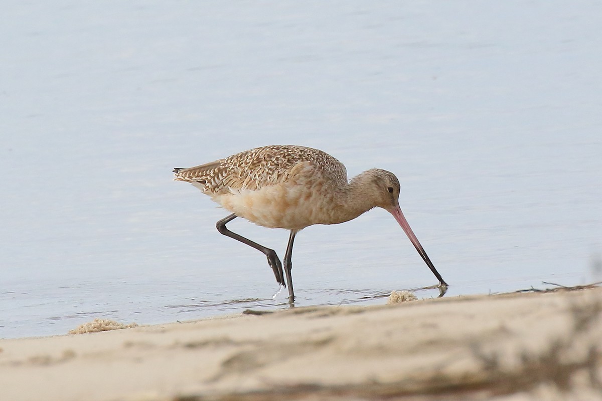 アメリカオオソリハシシギ - ML646941216