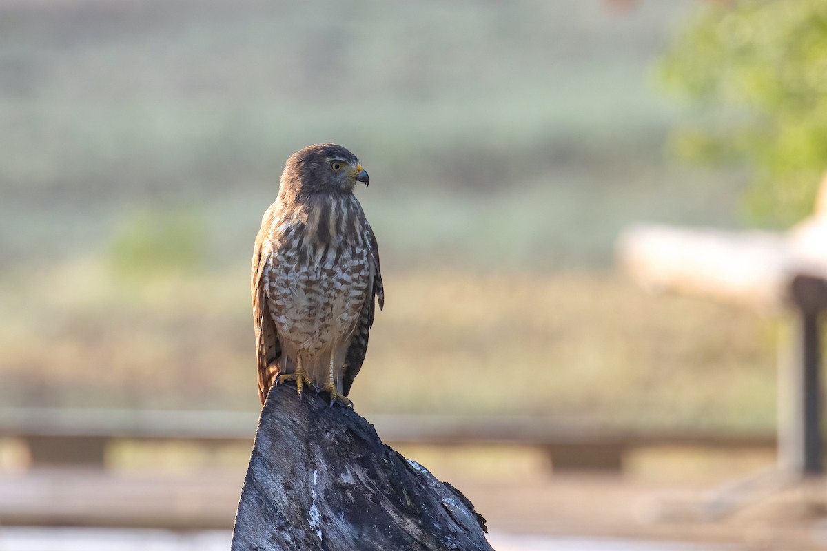 Roadside Hawk - ML646941217