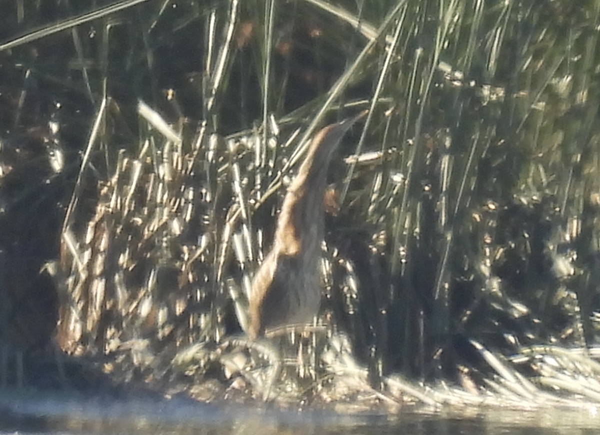 American Bittern - ML646941219