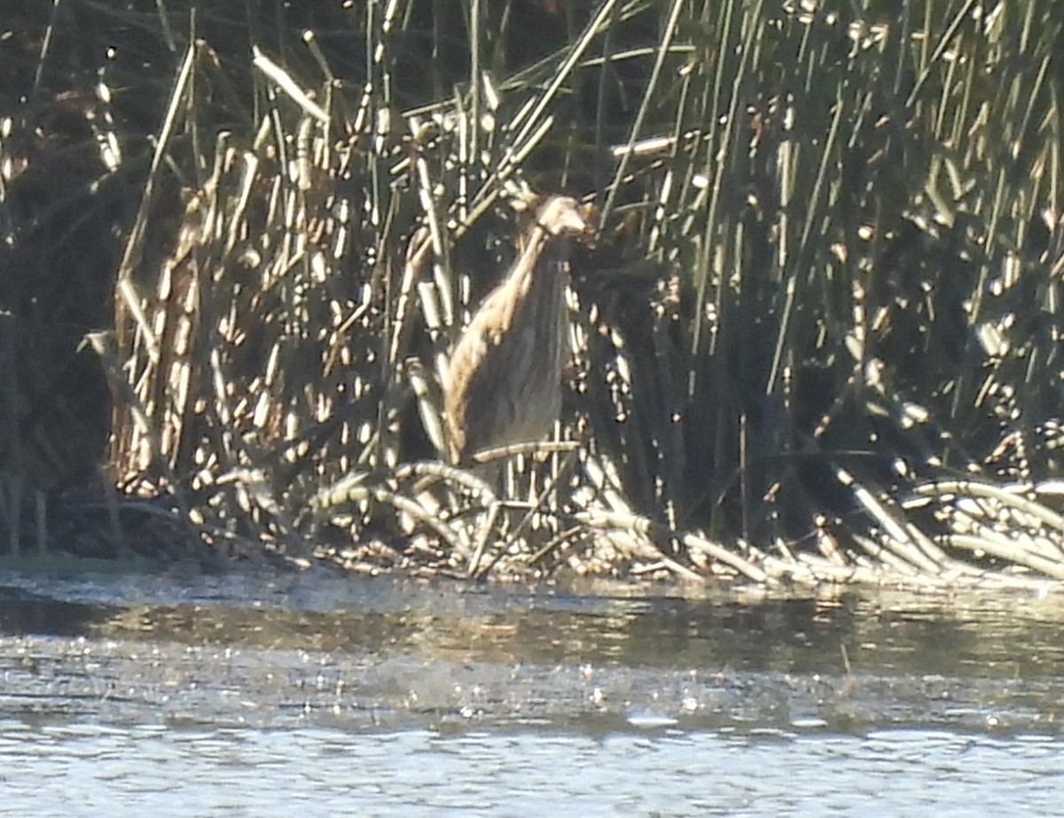 American Bittern - ML646941220