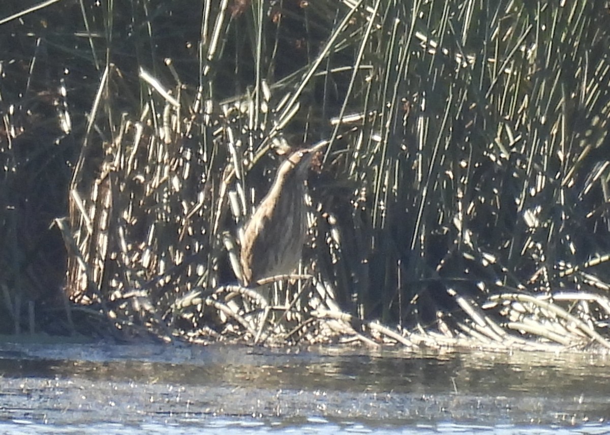 American Bittern - ML646941221