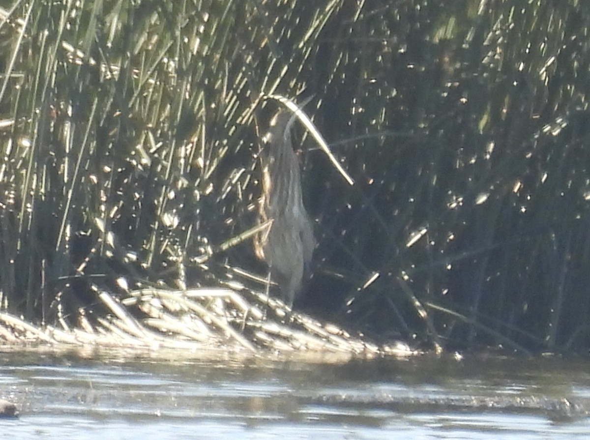 American Bittern - ML646941222