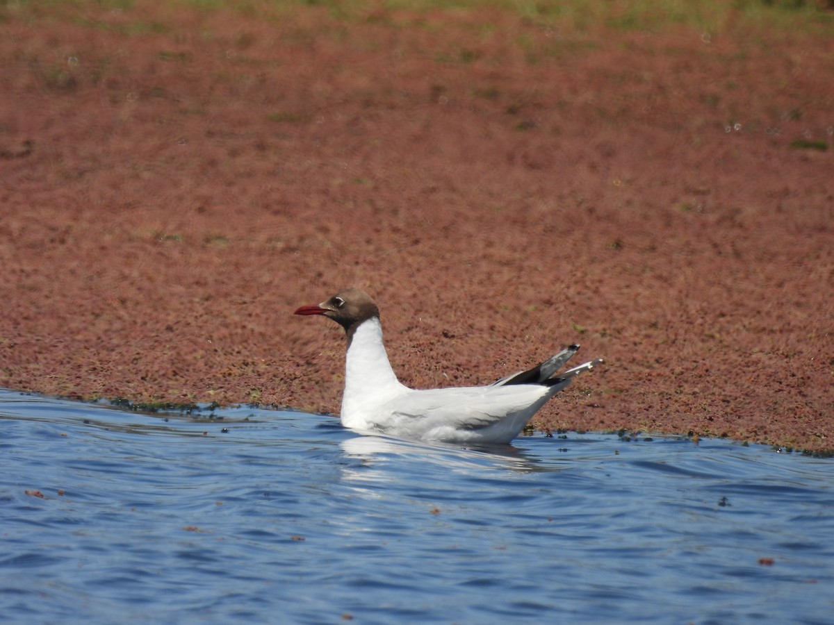 ミナミユリカモメ - ML646941223