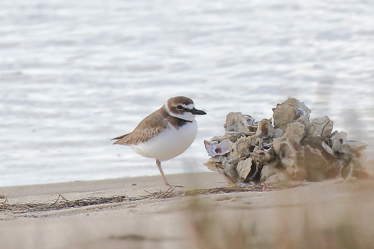 ウィルソンチドリ - ML646941224