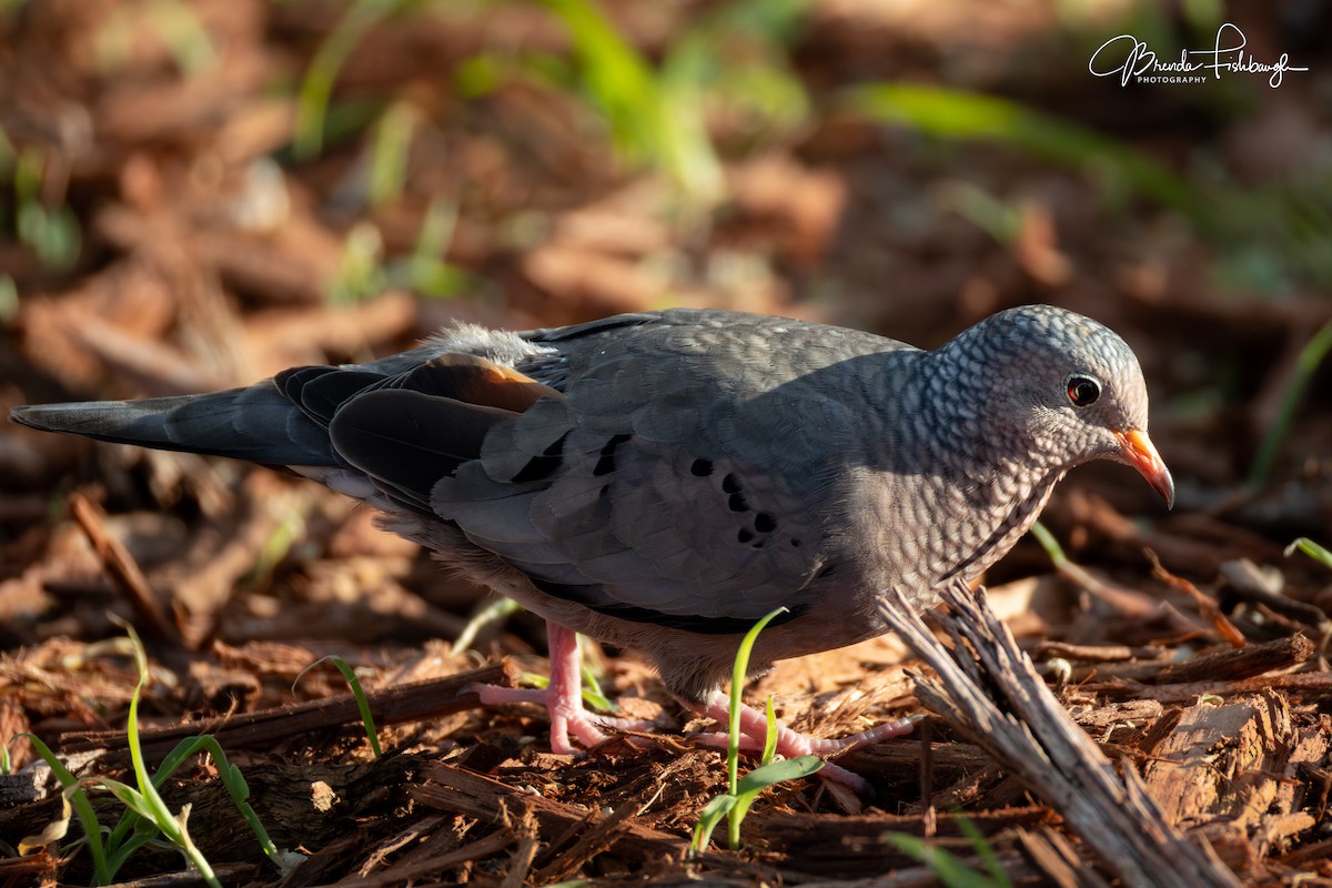 Serçe Kumrusu - ML646941226