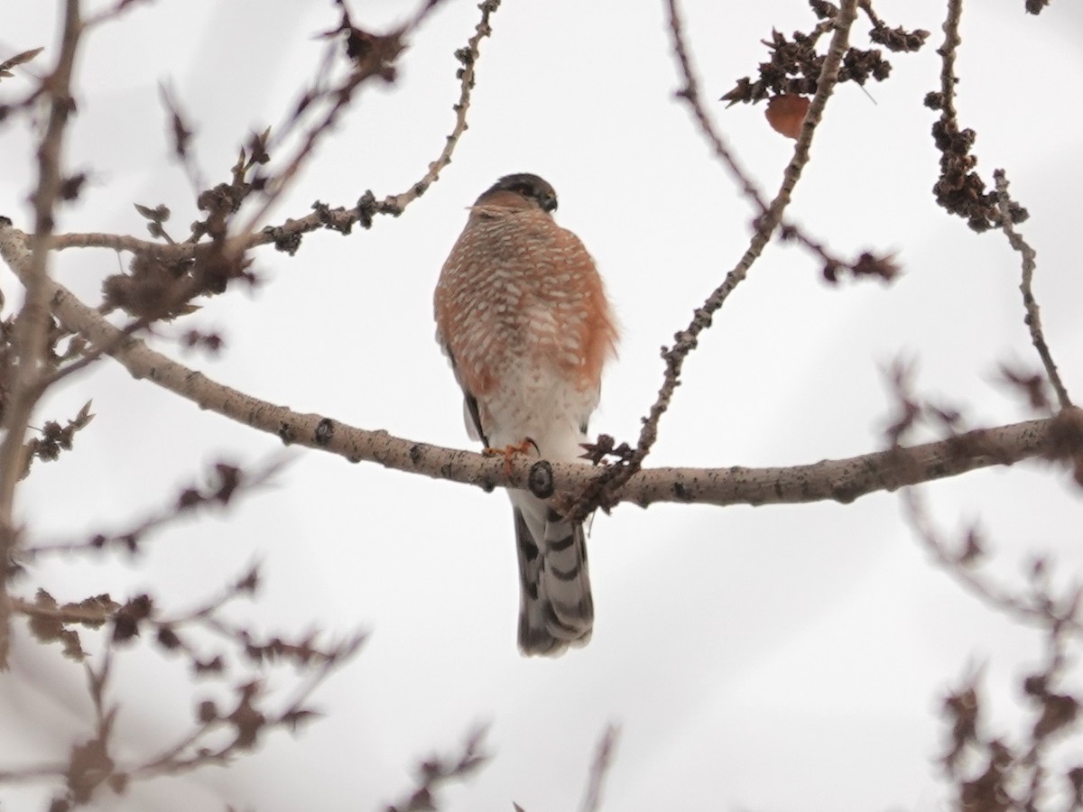 Sharp-shinned Hawk - ML646941229