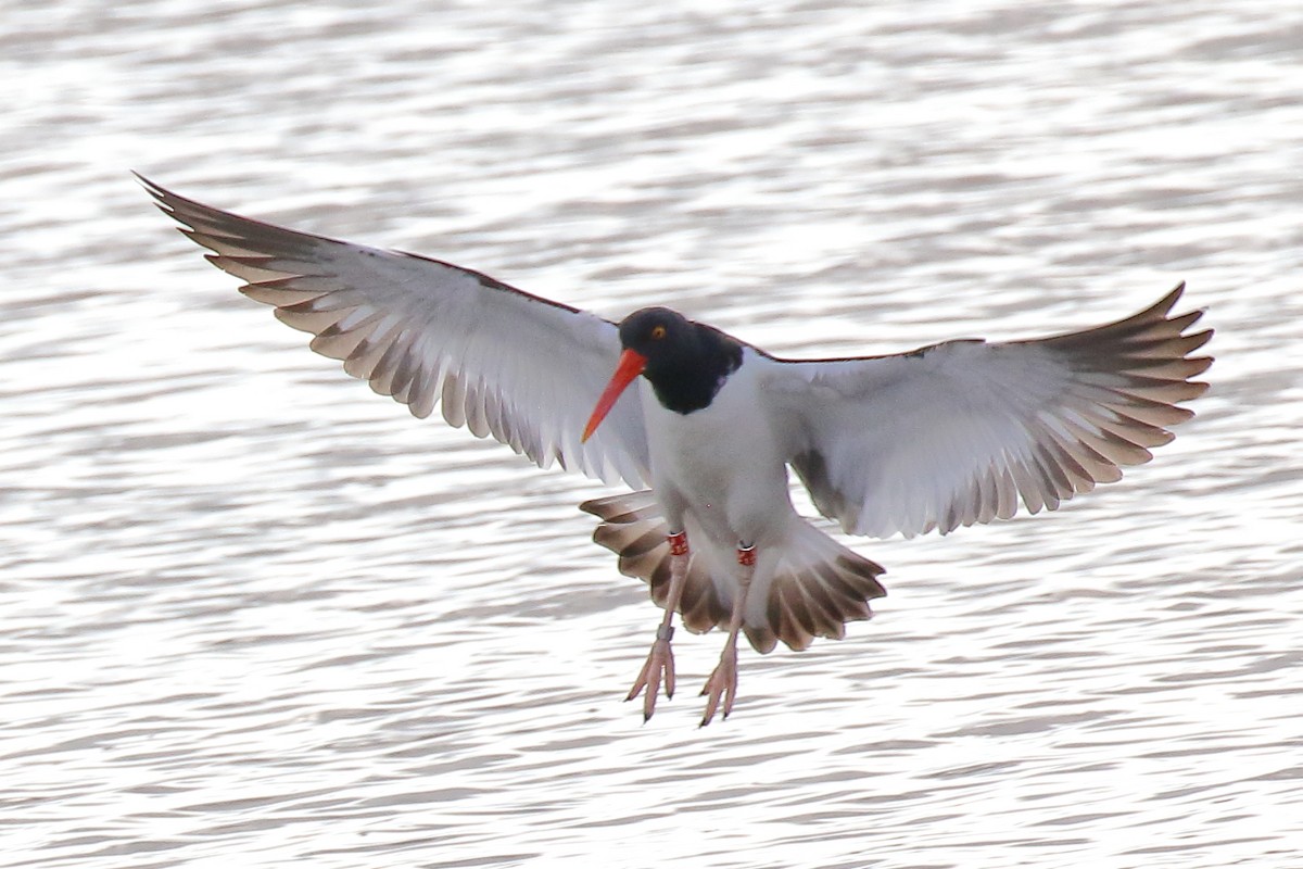 アメリカミヤコドリ - ML646941230