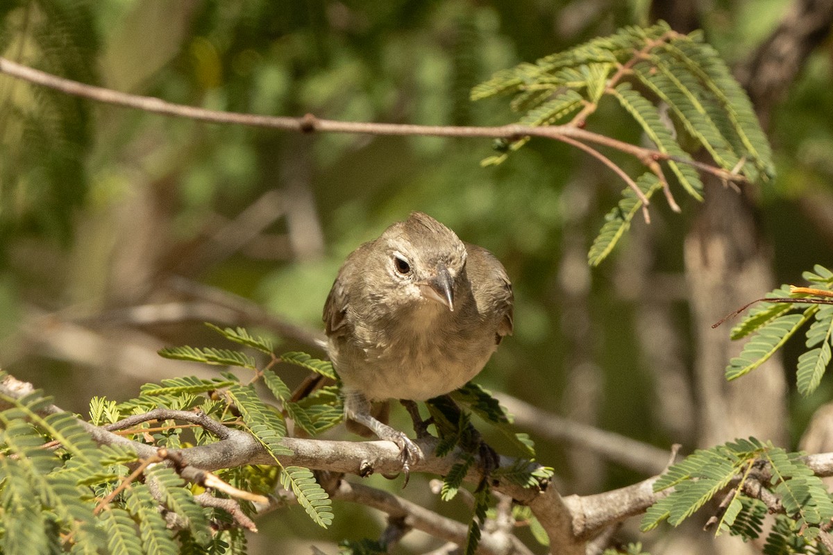 Pileated Finch - ML646941231