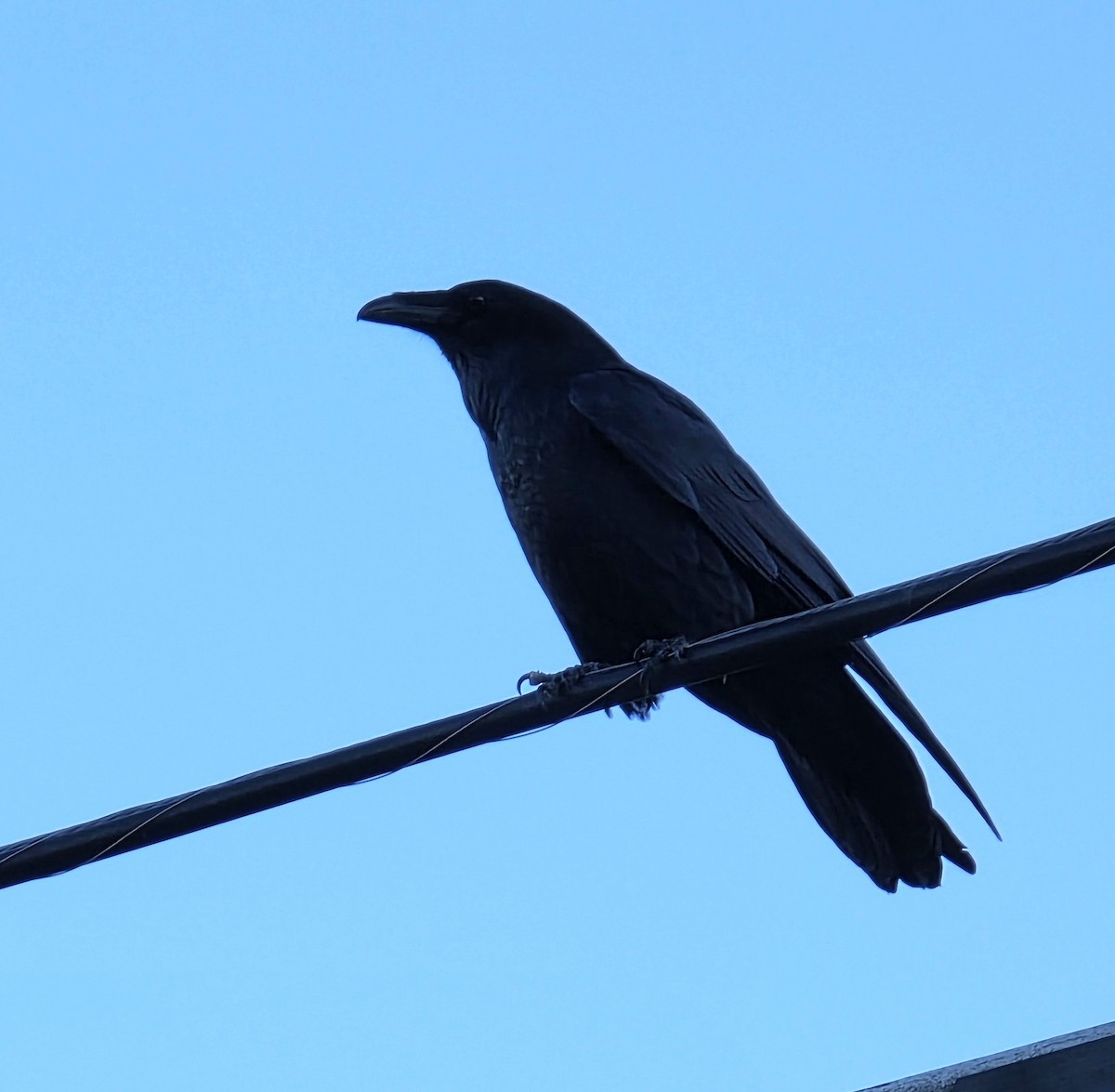 Erroi handia - ML646941235