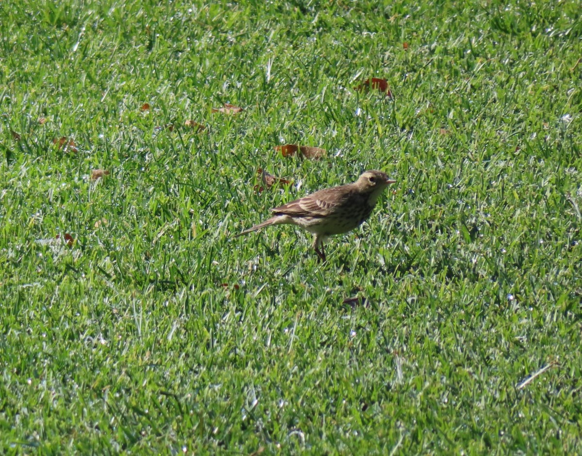 American Pipit - ML646941238