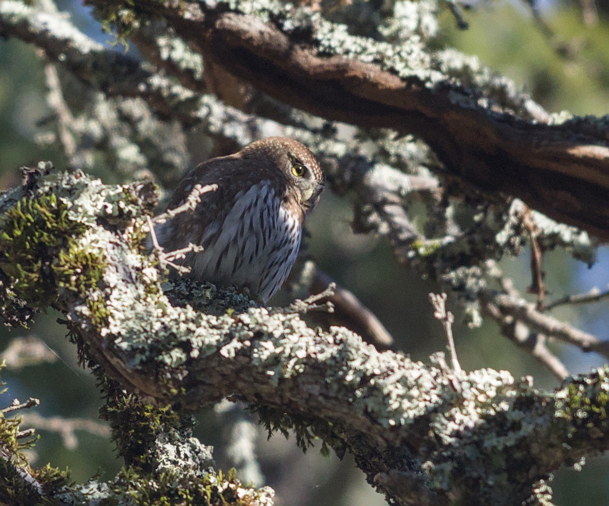 Сычик-гном - ML646941259